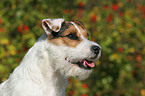 Jack Russell Terrier Portrait