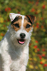 Jack Russell Terrier Portrait