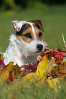 Jack Russell Terrier Portrait