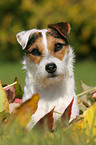 Jack Russell Terrier Portrait