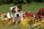 Jack Russell Terrier Portrait