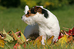 standing Jack Russell Terrier