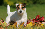 standing Jack Russell Terrier