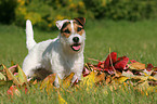standing Jack Russell Terrier