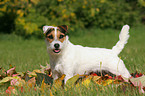 standing Jack Russell Terrier