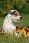 sitting Jack Russell Terrier