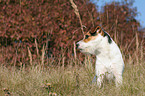 sitting Jack Russell Terrier