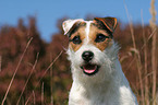 Jack Russell Terrier Portrait