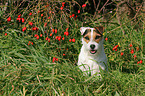 sitting Jack Russell Terrier