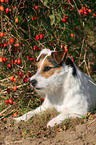 lying Jack Russell Terrier