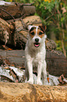 sitting Jack Russell Terrier