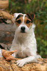 lying Jack Russell Terrier