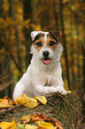 lying Jack Russell Terrier