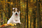 lying Jack Russell Terrier