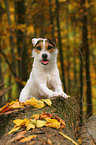 lying Jack Russell Terrier