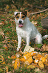 sitting Jack Russell Terrier