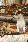 sitting Jack Russell Terrier