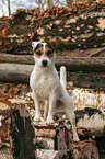 standing Jack Russell Terrier