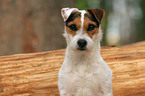 Jack Russell Terrier Portrait