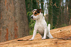 Jack Russell Terrier in the woods