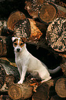 sitting Jack Russell Terrier