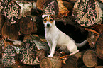 sitting Jack Russell Terrier