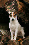 sitting Jack Russell Terrier