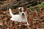 lying Jack Russell Terrier