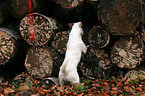 curiously Jack Russell Terrier