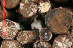 curiously Jack Russell Terrier