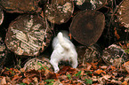 curiously Jack Russell Terrier