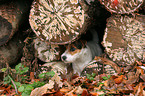 curiously Jack Russell Terrier