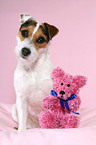 Jack Russell Terrier with teddy