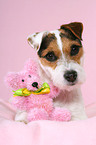 Jack Russell Terrier with teddy