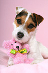 Jack Russell Terrier with teddy