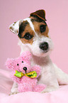 Jack Russell Terrier with teddy