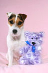 Jack Russell Terrier with teddy