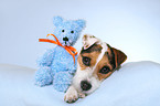 Jack Russell Terrier with teddy