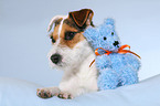 Jack Russell Terrier with teddy