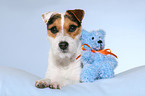 Jack Russell Terrier with teddy