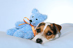 Jack Russell Terrier with teddy