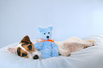 Jack Russell Terrier with teddy