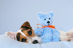 Jack Russell Terrier with teddy