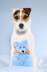 Jack Russell Terrier with teddy