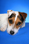 lying Jack Russell Terrier