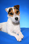 lying Jack Russell Terrier