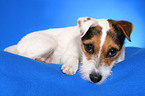 lying Jack Russell Terrier