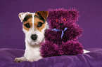 Jack Russell Terrier with teddy