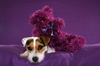 Jack Russell Terrier with teddy