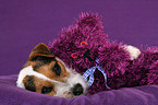 Jack Russell Terrier with teddy